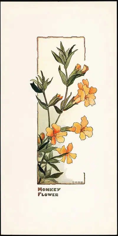 Monkey Flower by Elizabeth Moore Hallowell, 1905 — digital art print download