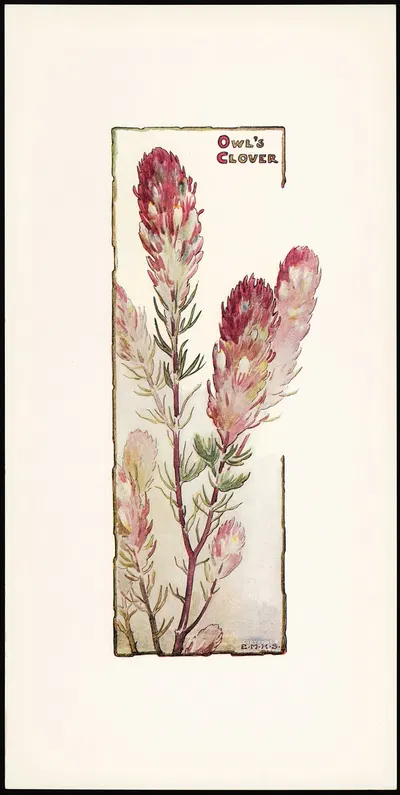 Owl's Clover by Elizabeth Moore Hallowell, 1905 — digital art print download