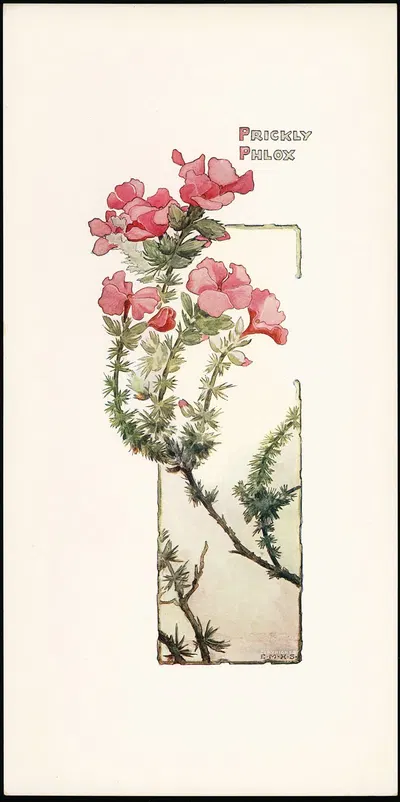 Prickly Phlox by Elizabeth Moore Hallowell, 1905 — digital art print download