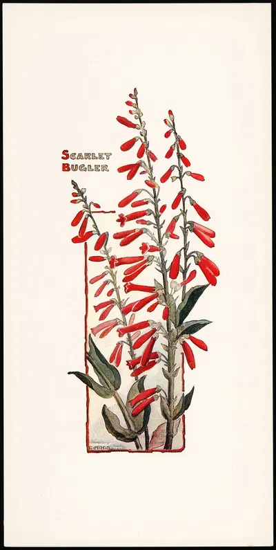 Scarlet Bugler by Elizabeth Moore Hallowell, 1905 — digital art print download