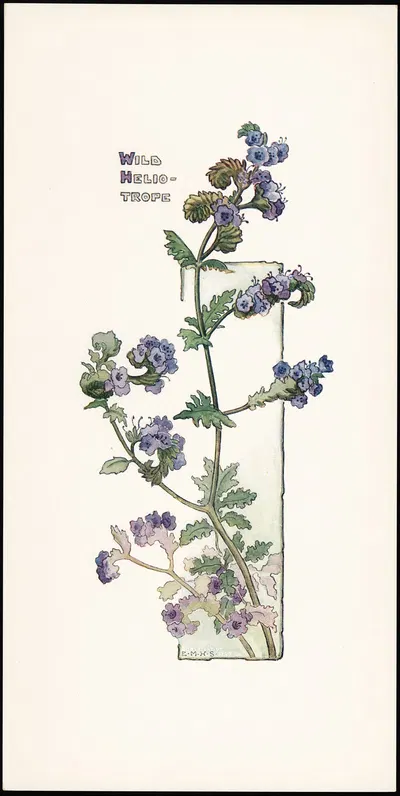 Wild Heliotrope by Elizabeth Moore Hallowell, 1905 — digital art print download