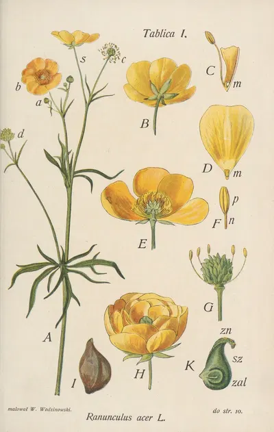Ranunculus acer by Józef Rostafiński, 1904 — digital art print download
