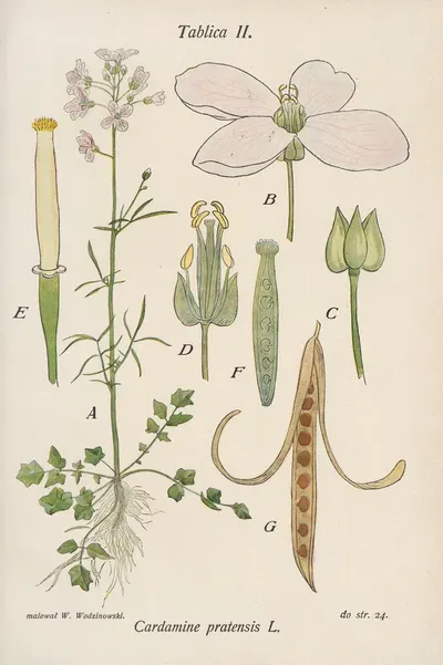 Cardamine pratensis by Józef Rostafiński, 1904 — digital art print download