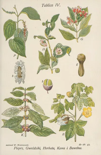 Pieprz, Gwożdziki, Herbata, Kawa i Bawełna by Józef Rostafiński, 1904 — digital art print download