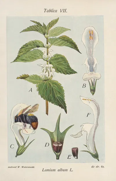 Lamium album by Józef Rostafiński, 1904 — digital art print download