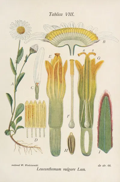 Leucanthemum vulgare by Józef Rostafiński, 1904 — digital art print download