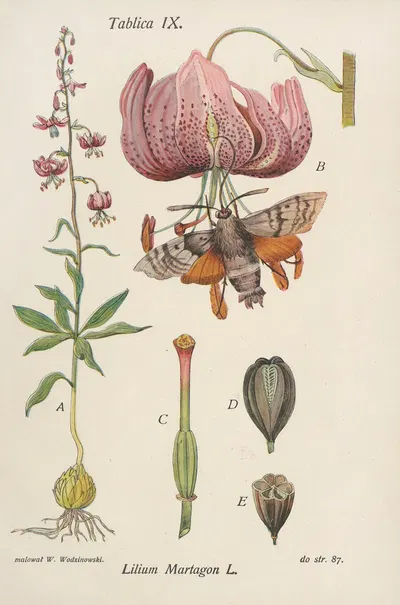 Lilium Martagon by Józef Rostafiński, 1904 — digital art print download