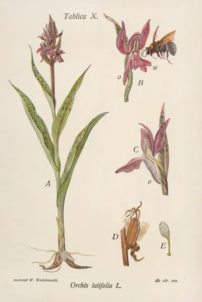Orchis latifolia by Józef Rostafiński, 1904 — digital art print download