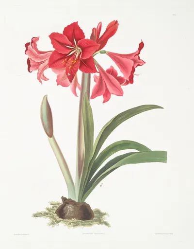 Amaryllis Johnsoni. by Priscilla Susan Bury, 1834 — digital art print download