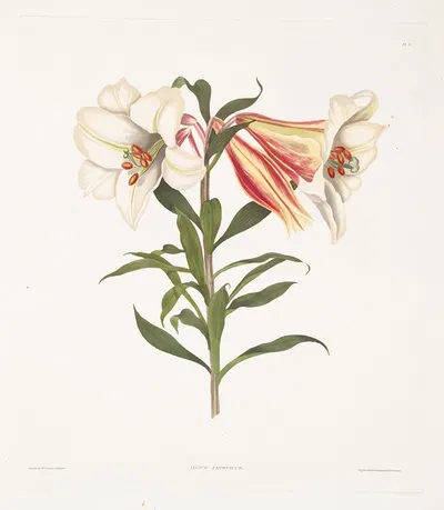 Lilium Japonicum by Priscilla Susan Bury, 1834 — digital art print download