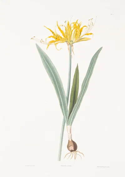 Nerine aurea by Priscilla Susan Bury, 1834 — digital art print download
