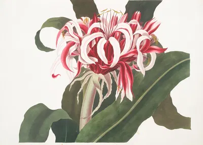 Crinium Augustum. [Queen Emma] by Priscilla Susan Bury, 1834 — digital art print download