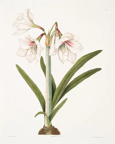 Amaryllis picta by Priscilla Susan Bury, 1834 — digital art print download