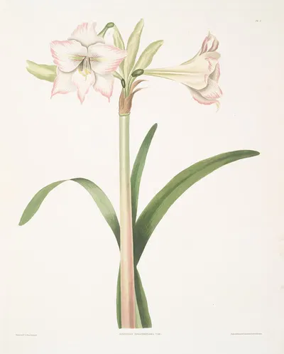 Amaryllis solandriflora var. by Priscilla Susan Bury, 1834 — digital art print download