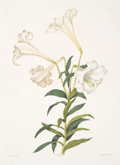 Lilium longiflorum by Priscilla Susan Bury, 1834 — digital art print download