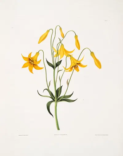 Lilium canadense. [Canada Lily, Wild Yellow Lily] by Priscilla Susan Bury, 1834 — digital art print download