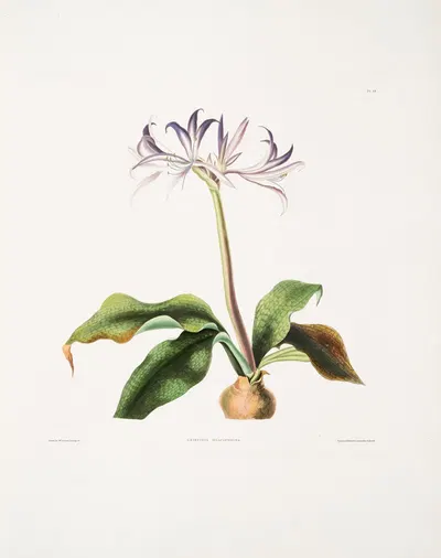 Griffinia hyacinthina by Priscilla Susan Bury, 1834 — digital art print download