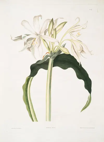 Amaryllis aulica by Priscilla Susan Bury, 1834 — digital art print download