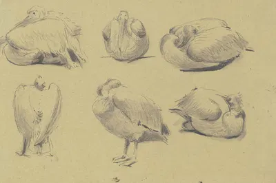 Pelicans by Вильгельм Гентц, 1850 — digital art print download