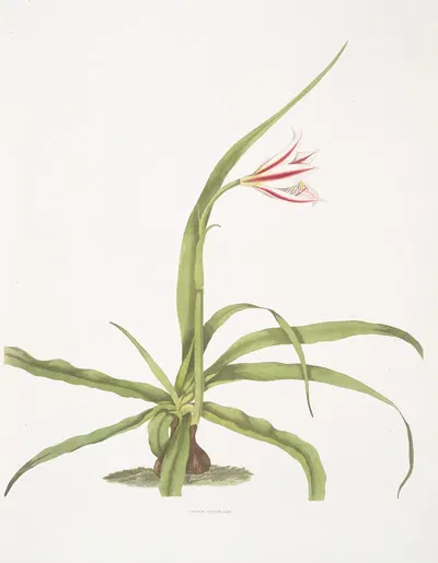 Crinum yuccæides by Priscilla Susan Bury, 1834 — digital art print download