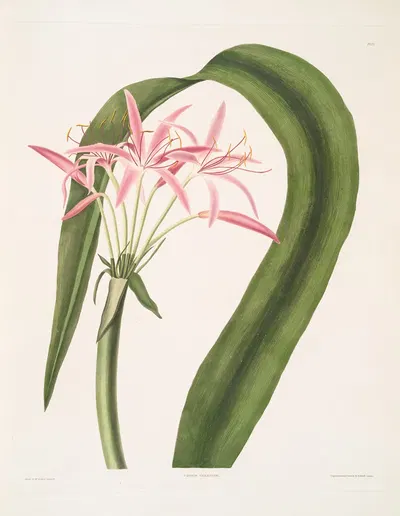 Crinum cruentum by Priscilla Susan Bury, 1834 — digital art print download