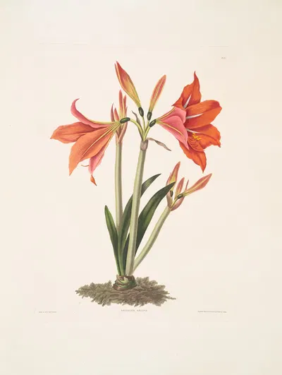 Amaryllis reginaæ [Mexican Lily, Amaryllis] by Priscilla Susan Bury, 1834 — digital art print download