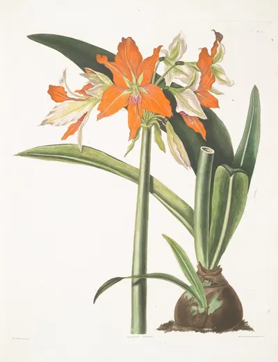 Amaryllis fulgida by Priscilla Susan Bury, 1834 — digital art print download