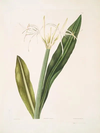 Pancratium amænum by Priscilla Susan Bury, 1834 — digital art print download