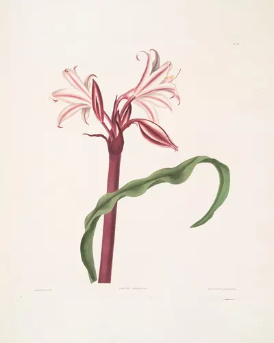 Crinum zeylanicum [Ceylon swamplily, Milk-and wine lily] by Priscilla Susan Bury, 1834 — digital art print download