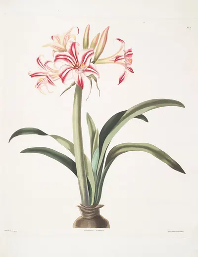 Ameryllis superba (vittata) by Priscilla Susan Bury, 1834 — digital art print download