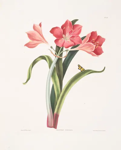 Amaryllis purpurea (major) by Priscilla Susan Bury, 1834 — digital art print download