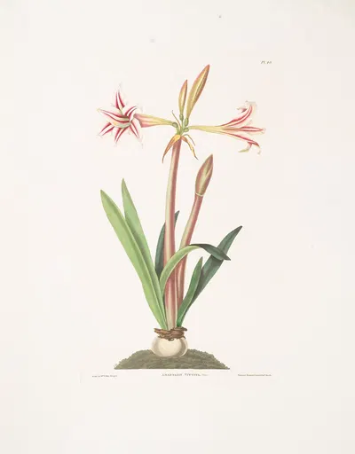 Amaryllis vittata (minor) by Priscilla Susan Bury, 1834 — digital art print download