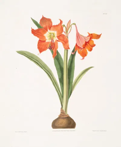 Amaryllis equestris (major) by Priscilla Susan Bury, 1834 — digital art print download