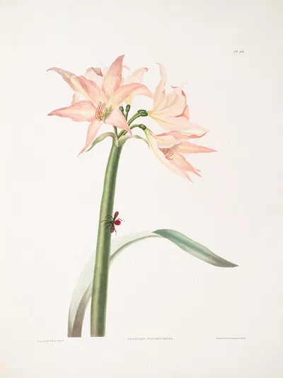Amaryllis pulverulenta, Hippeastrum pulverulentum, Amaryllis acuminata by Priscilla Susan Bury, 1834 — digital art print…