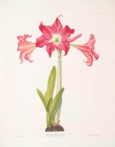 Amaryllis solandriflora var. or Amaryllis Johnsoni by Priscilla Susan Bury, 1834 — digital art print download