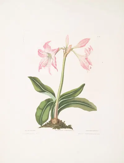 Amaryllis steilatafolia by Priscilla Susan Bury, 1834 — digital art print download