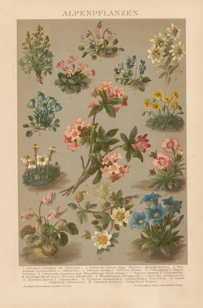 Alpenpflanzen by Ф.А. Брокгауз, 1897 — digital art print download