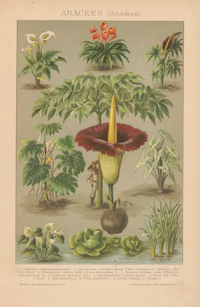 Araceen by Ф.А. Брокгауз, 1897 — digital art print download
