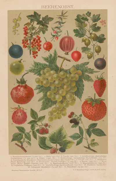 Beerenobst by Ф.А. Брокгауз, 1897 — digital art print download
