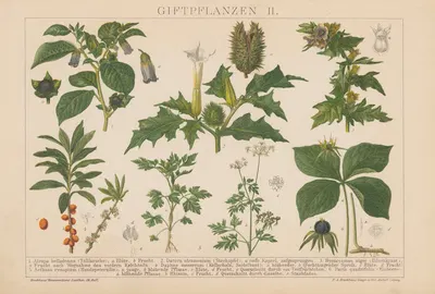 Giftpflanzen. by Ф.А. Брокгауз, 1897 — digital art print download