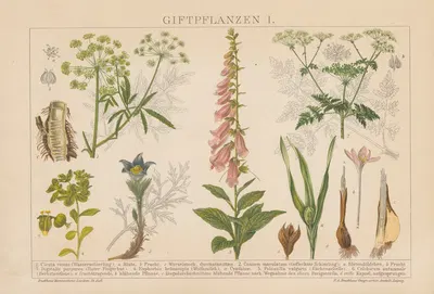 Giftpflanzen by F.A. Brockhaus, 1897 — digital art print download