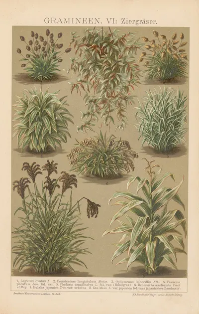 Gramineen by Ф.А. Брокгауз, 1897 — digital art print download