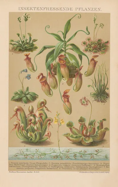Insektenfressende Pflanzen by Ф.А. Брокгауз, 1897 — digital art print download
