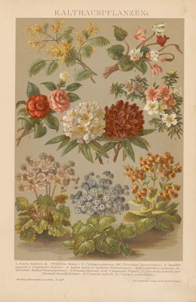 Kalthauspflanzen by Ф.А. Брокгауз, 1897 — digital art print download