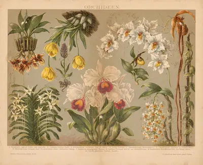 Orchideen by Ф.А. Брокгауз, 1897 — digital art print download
