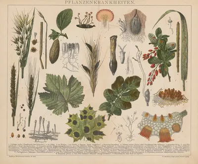 Pflanzenkrankheiten by Ф.А. Брокгауз, 1897 — digital art print download
