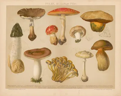 Pilze by Ф.А. Брокгауз, 1897 — digital art print download