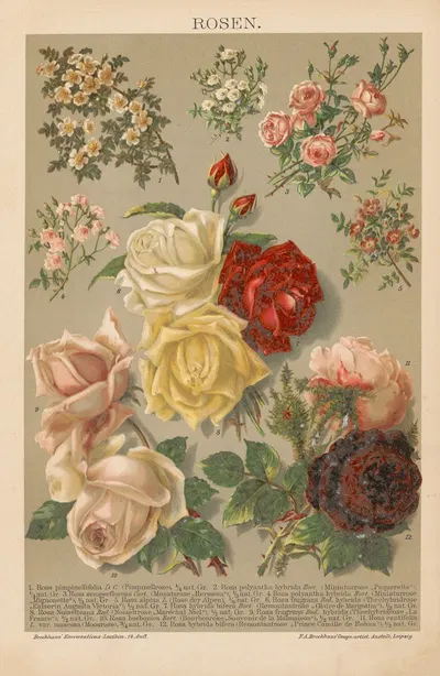 Rosen by Ф.А. Брокгауз, 1897 — digital art print download