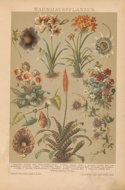 Warmhauspflanzen by Ф.А. Брокгауз, 1897 — digital art print download