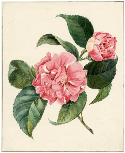 Peony by Albertus Jonas Brandt — digital art print download